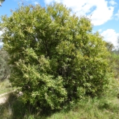 Hakea salicifolia at Kambah, ACT - 24 Oct 2021 11:18 AM