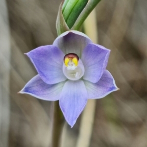 Thelymitra brevifolia at Bruce, ACT - suppressed