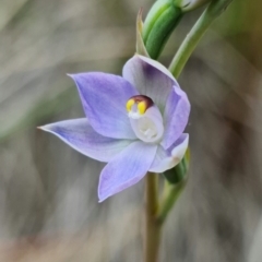 Thelymitra brevifolia at Bruce, ACT - suppressed