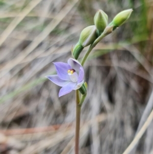 Thelymitra brevifolia at Bruce, ACT - suppressed