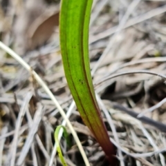 Thelymitra brevifolia at Bruce, ACT - suppressed