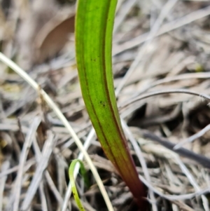 Thelymitra brevifolia at Bruce, ACT - suppressed