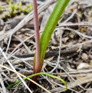 Thelymitra brevifolia at Bruce, ACT - suppressed