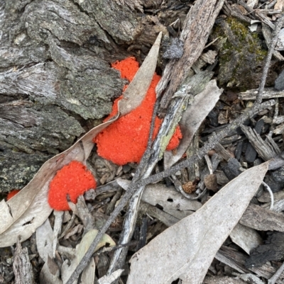 Tubifera ferruginosa (Raspberry Slime) at Mount Jerrabomberra - 24 Oct 2021 by cherylhodges