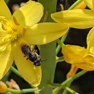 Lasioglossum (Chilalictus) sp. (genus & subgenus) at Watson, ACT - 1 Nov 2021