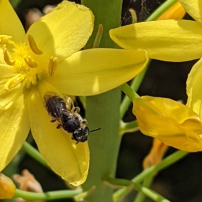 Lasioglossum (Chilalictus) sp. (genus & subgenus) (Halictid bee) at Watson, ACT - 1 Nov 2021 by abread111