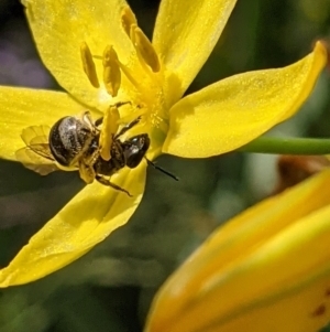 Lasioglossum (Chilalictus) sp. (genus & subgenus) at Watson, ACT - 1 Nov 2021