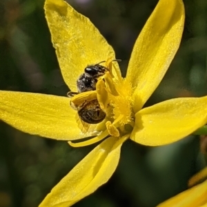 Lasioglossum (Chilalictus) sp. (genus & subgenus) at Watson, ACT - 1 Nov 2021