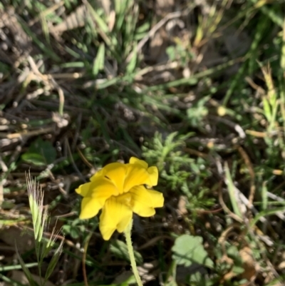 Goodenia pinnatifida (Scrambled Eggs) at Hackett, ACT - 24 Oct 2021 by Fefifofum