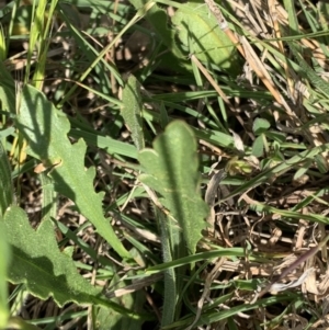 Goodenia pinnatifida at Hackett, ACT - 24 Oct 2021