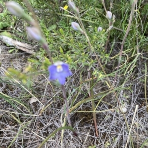 Thelymitra sp. at Molonglo Valley, ACT - suppressed