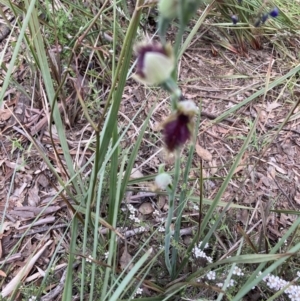 Calochilus platychilus at Point 5204 - suppressed