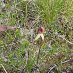 Caladenia sp. (A Caladenia) at Tennent, ACT - 24 Oct 2021 by ChickenLittle