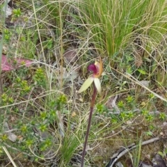 Caladenia sp. (A Caladenia) at Tennent, ACT - 23 Oct 2021 by ChickenLittle