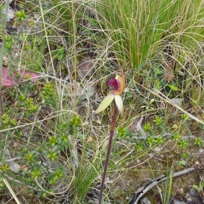 Caladenia sp. (A Caladenia) at Tennent, ACT - 23 Oct 2021 by ChickenLittle