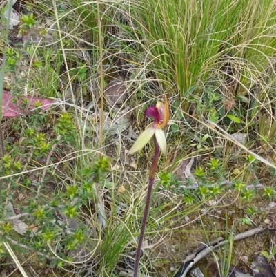 Caladenia sp. (A Caladenia) at Tennent, ACT - 24 Oct 2021 by ChickenLittle