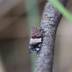 Platybrachys decemmacula (Green-faced gum hopper) at Mount Jerrabomberra QP - 24 Oct 2021 by cherylhodges