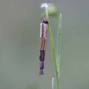 Lepidoscia arctiella at Jerrabomberra, NSW - 24 Oct 2021