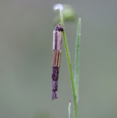 Lepidoscia arctiella (Tower Case Moth) at Mount Jerrabomberra - 24 Oct 2021 by cherylhodges