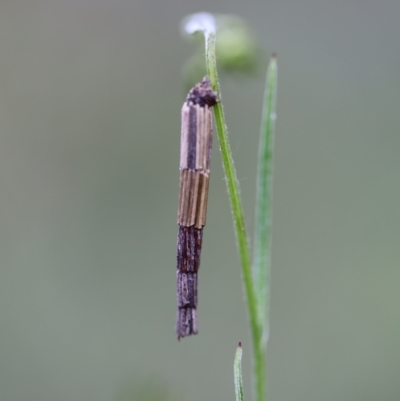 Lepidoscia arctiella (Tower Case Moth) at Mount Jerrabomberra QP - 24 Oct 2021 by cherylhodges