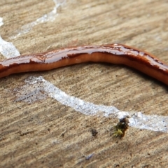 Anzoplana trilineata (A Flatworm) at Crooked Corner, NSW - 23 Oct 2021 by Milly