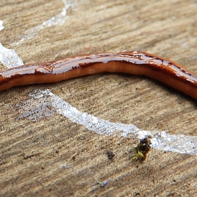 Anzoplana trilineata (A Flatworm) at Crooked Corner, NSW - 23 Oct 2021 by Milly