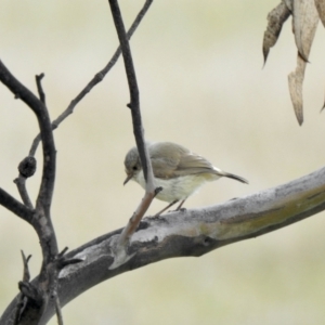 Acanthiza reguloides at Forde, ACT - 24 Oct 2021