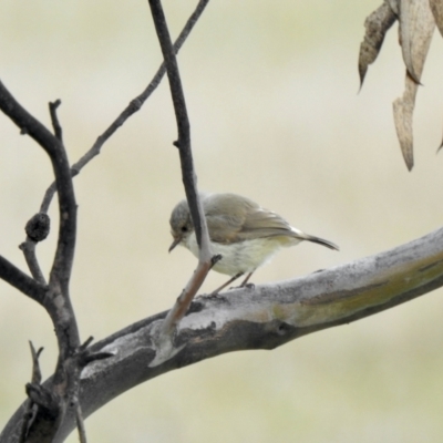 Acanthiza reguloides (Buff-rumped Thornbill) at Forde, ACT - 24 Oct 2021 by KMcCue