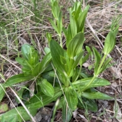 Centaurium sp. (Centaury) at Griffith, ACT - 24 Oct 2021 by AlexKirk