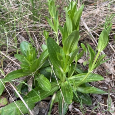 Centaurium sp. (Centaury) at Griffith, ACT - 25 Oct 2021 by AlexKirk