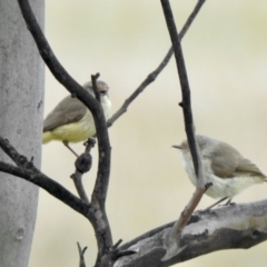 Acanthiza reguloides (Buff-rumped Thornbill) at Forde, ACT - 24 Oct 2021 by KMcCue