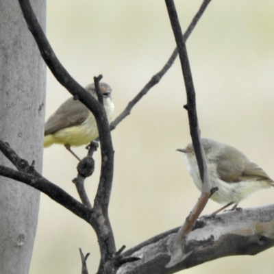 Acanthiza reguloides (Buff-rumped Thornbill) at Forde, ACT - 23 Oct 2021 by KMcCue