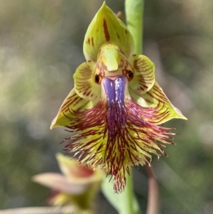 Calochilus montanus at Aranda, ACT - 24 Oct 2021