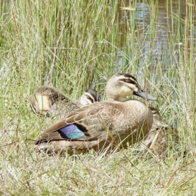 Anas superciliosa (Pacific Black Duck) at Forde, ACT - 23 Oct 2021 by KMcCue