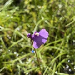 Utricularia dichotoma (Fairy Aprons, Purple Bladderwort) at Fisher, ACT - 25 Oct 2021 by Shazw