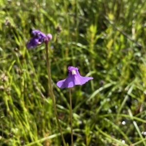 Utricularia dichotoma at Fisher, ACT - 25 Oct 2021