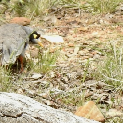 Manorina melanocephala (Noisy Miner) at Throsby, ACT - 24 Oct 2021 by KMcCue
