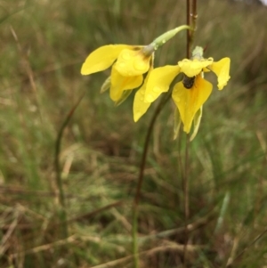 Diuris amabilis at Lower Boro, NSW - suppressed