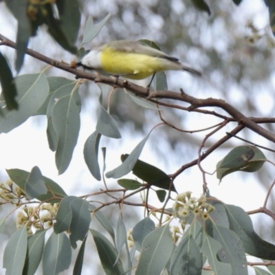 Gerygone olivacea (White-throated Gerygone) at Throsby, ACT - 23 Oct 2021 by KMcCue