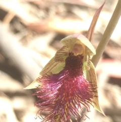 Calochilus platychilus (Purple Beard Orchid) at Lower Boro, NSW - 23 Oct 2021 by mcleana