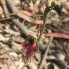 Calochilus platychilus at Lower Boro, NSW - 23 Oct 2021