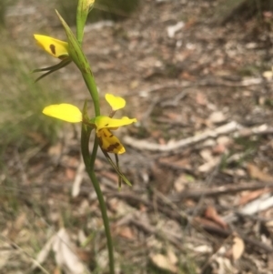 Diuris sulphurea at Lower Boro, NSW - 23 Oct 2021