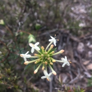 Pimelea sp. at Lower Boro, NSW - 23 Oct 2021