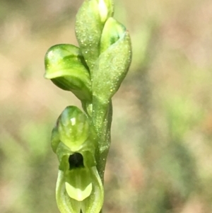 Hymenochilus bicolor at Lower Boro, NSW - 24 Oct 2021