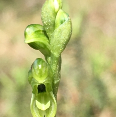 Hymenochilus bicolor (Black-tip Greenhood) at Lower Boro, NSW - 23 Oct 2021 by mcleana