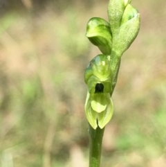 Hymenochilus bicolor (ACT) = Pterostylis bicolor (NSW) at Lower Boro, NSW - 24 Oct 2021