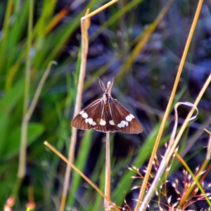 Nyctemera amicus at Farrer, ACT - 24 Oct 2021