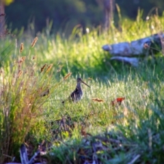 Gallinago hardwickii (Latham's Snipe) at Jerrabomberra Wetlands - 23 Oct 2021 by MB