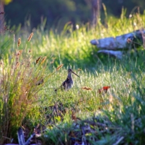 Gallinago hardwickii at Fyshwick, ACT - 24 Oct 2021 06:56 AM