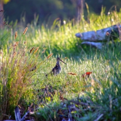 Gallinago hardwickii (Latham's Snipe) at Fyshwick, ACT - 23 Oct 2021 by MB